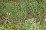 Hairy lipfern